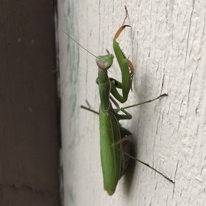 Meet your Posher, William